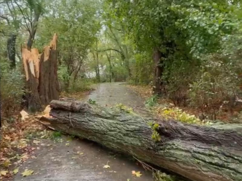 Een boom in het Keizerspark in Gent begaf het onder het geweld van storm Austen.