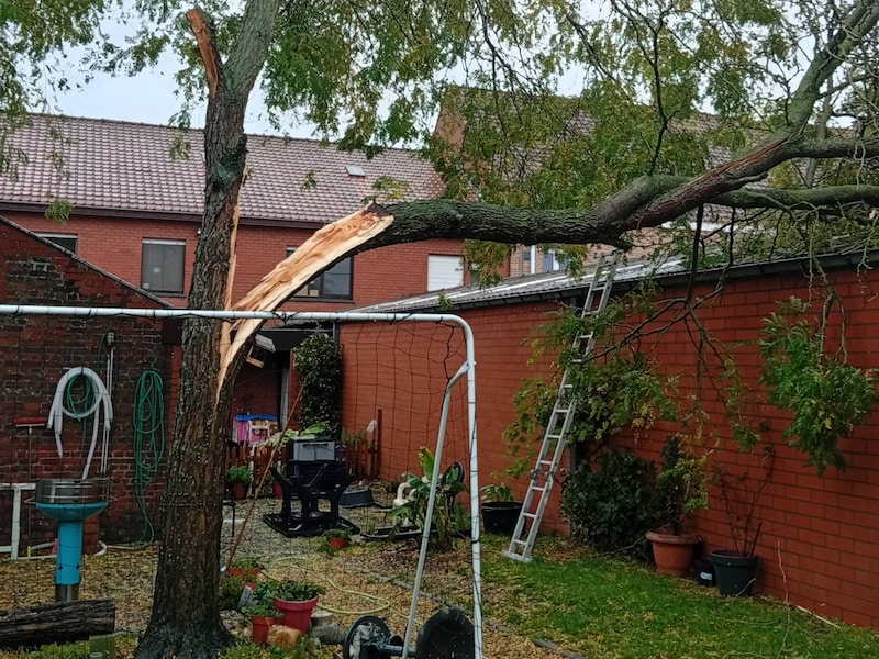 De afgeknakte boom in Meulebeke.