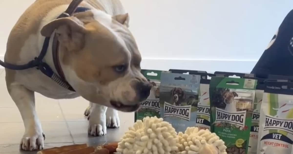 KIJK. Dierenvoedingproducent trakteert asielhonden op snoepjes en speelgoed: “Het is een nieuw jaar 