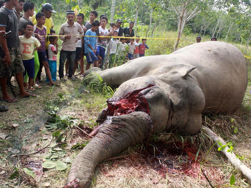 Een Sumatraanse olifant die door stropers werd vergiftigd voor zijn slagtanden. Archiefbeeld.