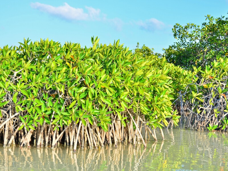 Het onderzoek ging over de waterhuishouding van twee mangrovesoorten.
