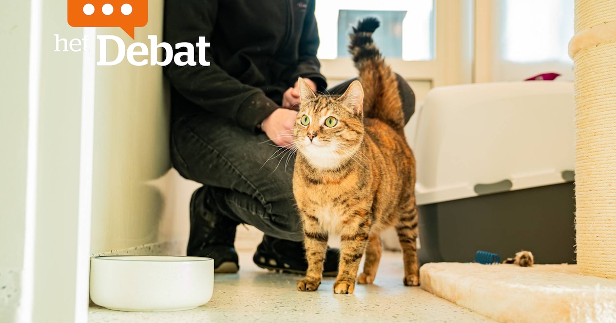 “Een dier is geen speelgoed”: dit vinden jullie van strengere controles op adopteerders van asieldie