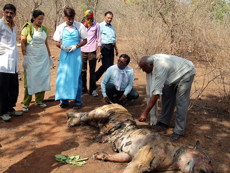 Een van de gedode tijgers in India.