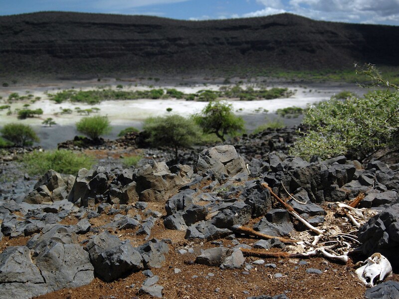 Een beeld van enkele schapenkarkassen in Ethiopië uit 2006.