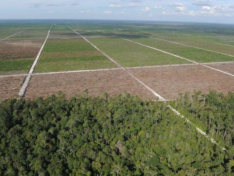 In Indonesië wordt er massaal ontbost om plaats te maken voor gigantische palmolieplantages.