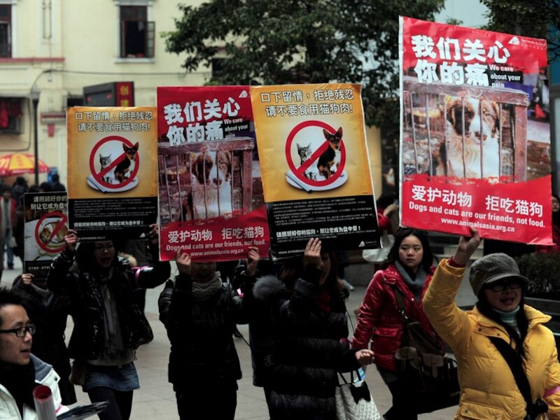 Het protest tegen het eten van katten en honden in China is groot, zeker nu een wet op dierenmishandeling in aantocht is.