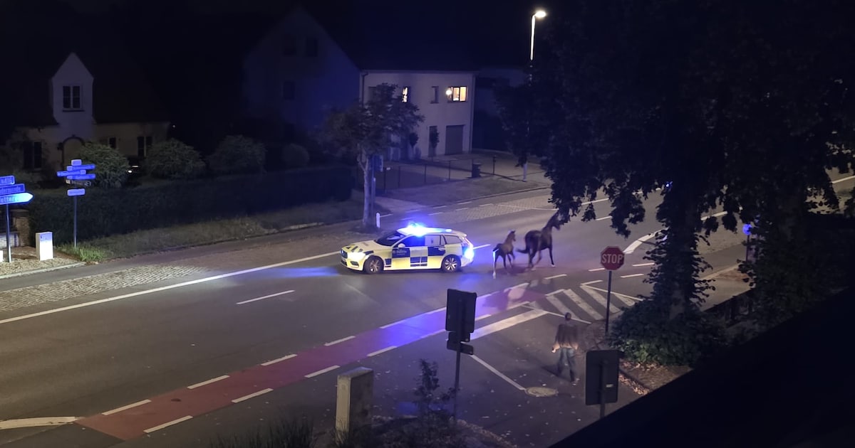 Beelden tonen hoe uitgebroken paarden Bevrijdingslaan in Appels op stelten zetten: dieren gevangen o
