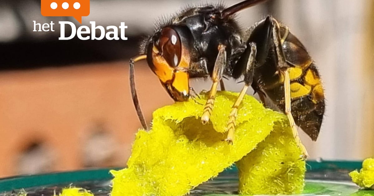 OPROEP. Wat vind jij van het Nijlense zoekteam in de strijd tegen de Aziatische hoornaar?