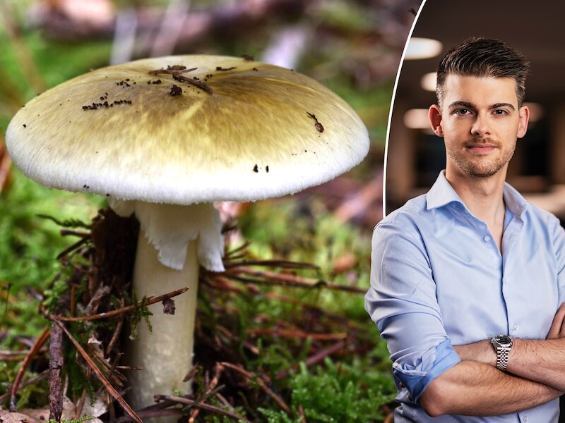 Hij lijkt op een gewone champignon, maar is zéér giftig: zo herken je de ‘groene knolamaniet’, die nu volop in ons land groeit