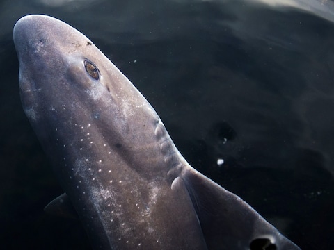 De gevlekte toonhaai in het Dolfinarium Harderwijk.