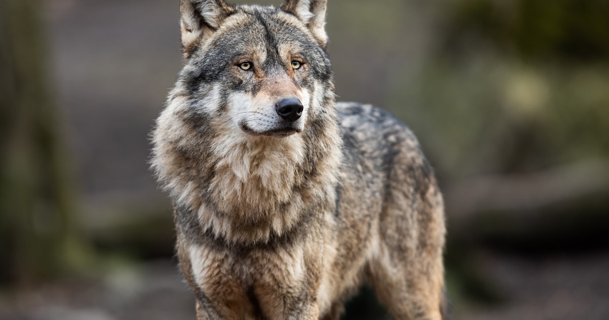 Frankrijk gaat regels voor afschieten van wolven versoepelen