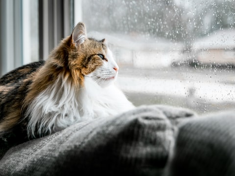 Zwaar bewolkt met wat lichte regen in Kasterlee in de ochtend