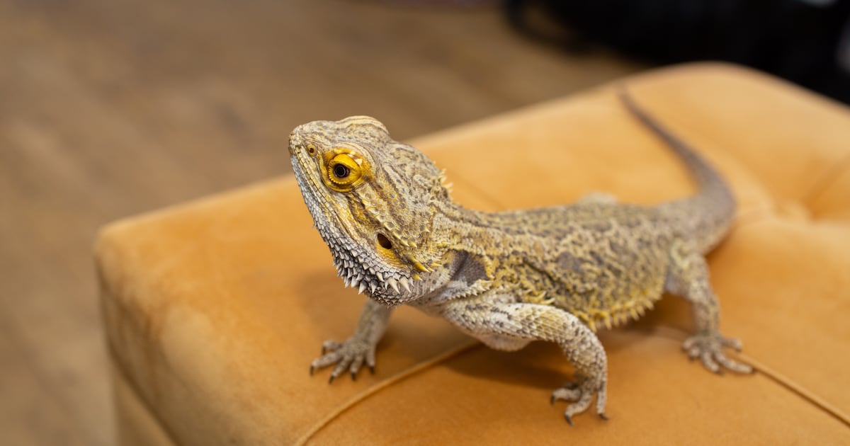 Australiër (61) veroordeeld tot acht jaar cel voor illegale handel in reptielen