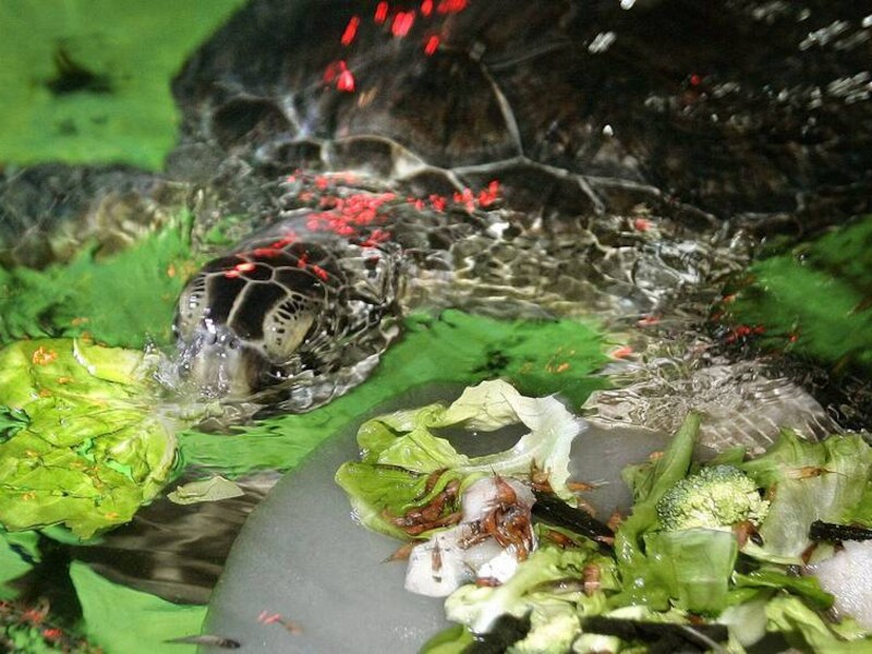 Schildpad