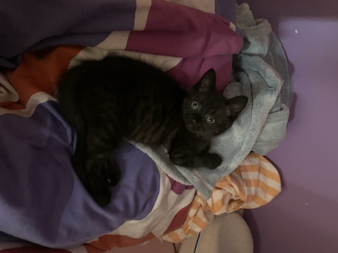 Katje Zorro werd dood aangetroffen aan een poort aan de woning van de eigenaars. 