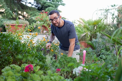 Plant ‘voor volle zon’ of ‘voor (half)schaduw’: hoeveel uren zonlicht heeft die nodig?