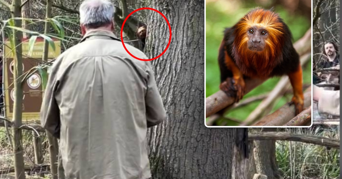 KIJK. Goudkopleeuwaapje ontsnapt in ZOO Planckendael: verzorgers kunnen dier snel vangen