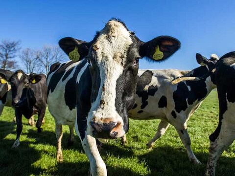 Een welgemanierde en milieubewuste koe laat geen boeren of scheten