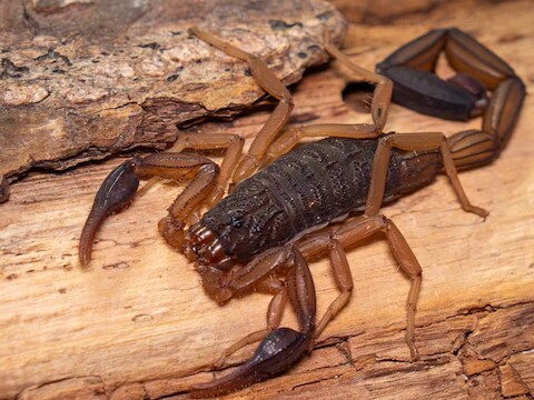 Een schorpioen uit Costa Rica, een muurgekko uit Italie en een madeirahagedis uit Madeira reisden deze zomer per ongeluk mee terug naar België
