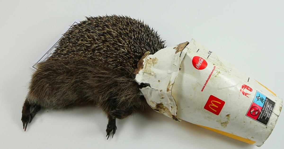 Egeltje dat stierf door milkshakebeker krijgt plekje naast de McFlurry-egel in het Natuurhistorisch 