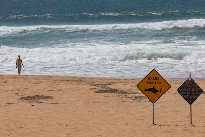 Uruguayaanse surfer (20) overleeft haaienaanval in Australië