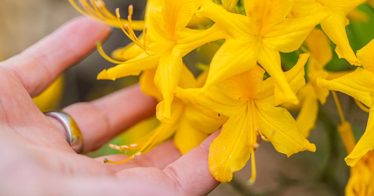 Inschrijven voor Schelse Floriade kan nog tot 30 maart