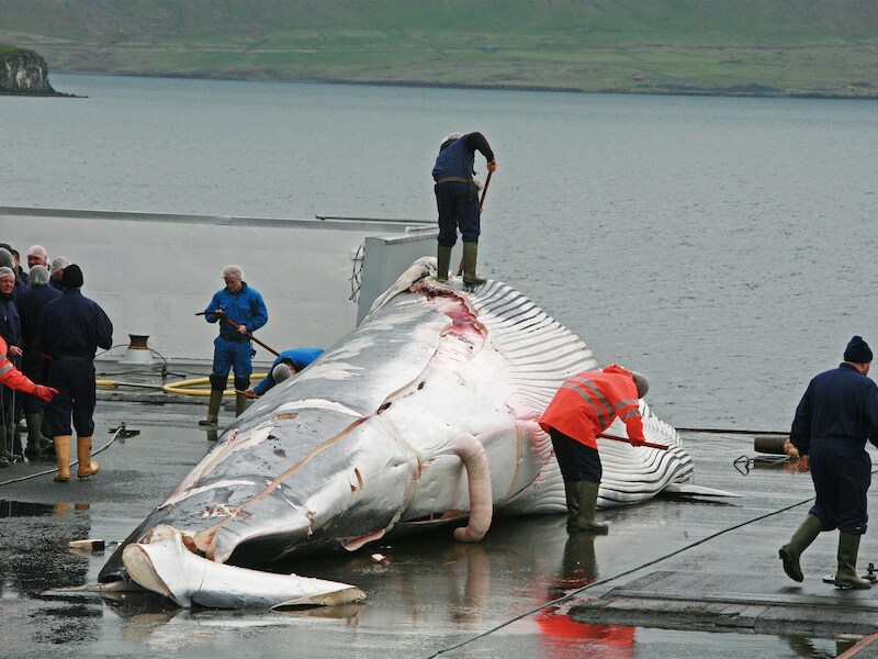 Een walvis wordt geslacht aan boord van een walvisjager.