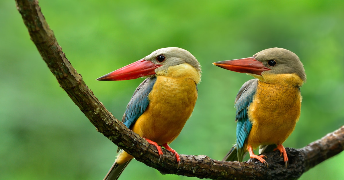 Meer valse vogelwaarnemingen door AI: onderzoekers waarschuwen voor nepbeelden op natuurplatforms