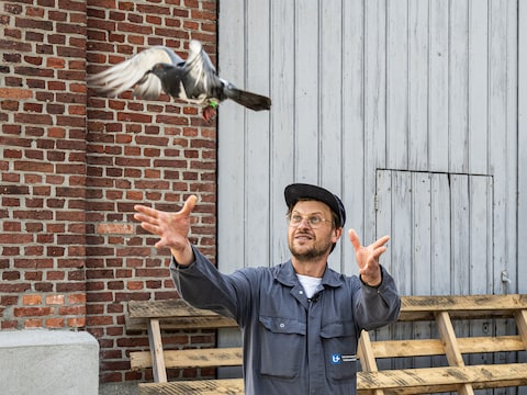 Biologen van de Universiteit Antwerpen rusten een honderdtal duiven uit met een ultralichte tracker. Foto: Bram Vanden Broecke, bioloog verbonden aan UAntwerpen en UGent. 