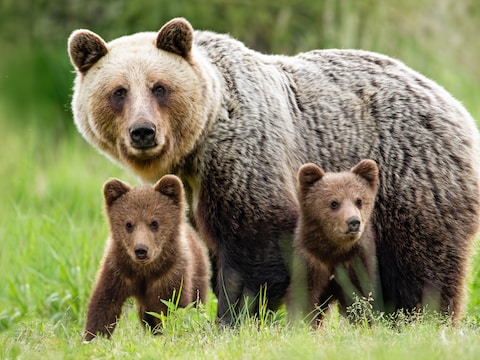 Een Europese bruine beer met twee welpjes in Slovakije. Beeld ter illustratie.