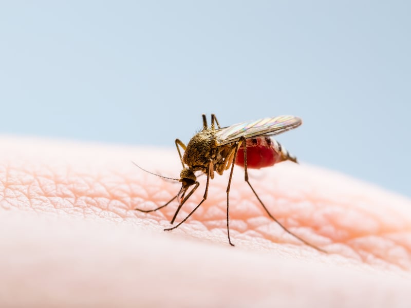 Het virus wordt verspreid via muggen. 