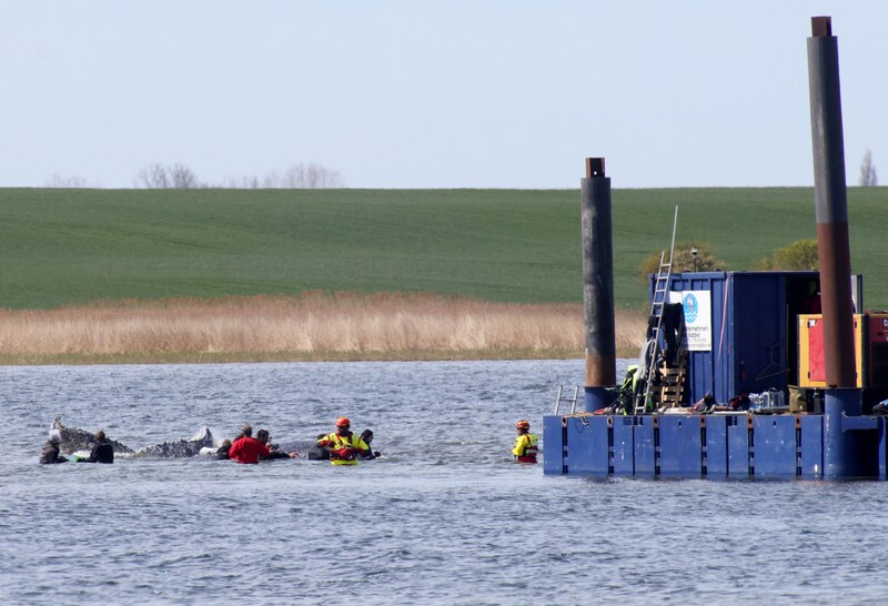 Fast geschafft! Der Buckelwal wird zu dem Spezialschiff geleitet, das ihn in die Nordsee bringen soll.