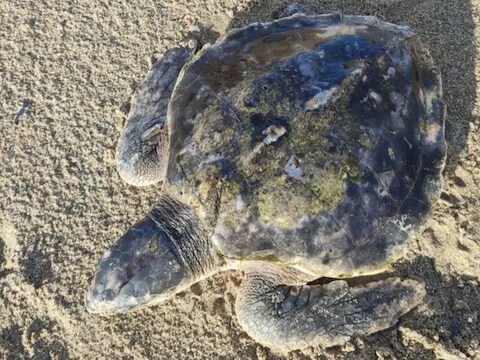De zeldzame zeeschildpad Rhossy is klaar voor de reis naar huis, maar vindt Donald Trump op zijn weg.