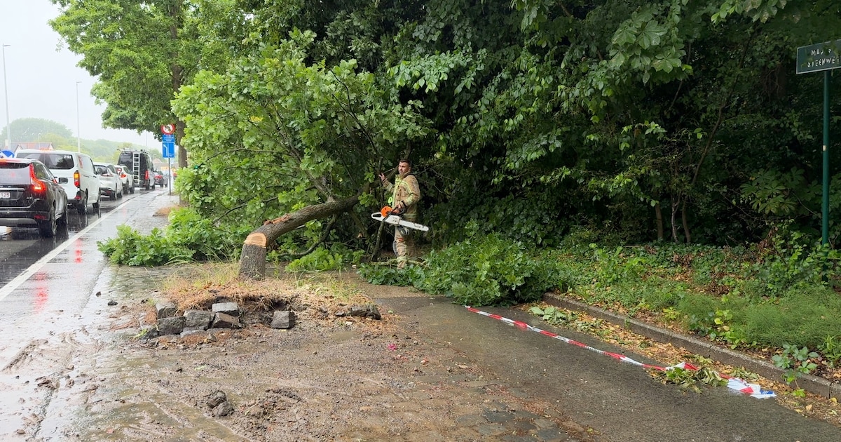 Brandweer velt boom die dreigde om te vallen na aanrijding | Brugge