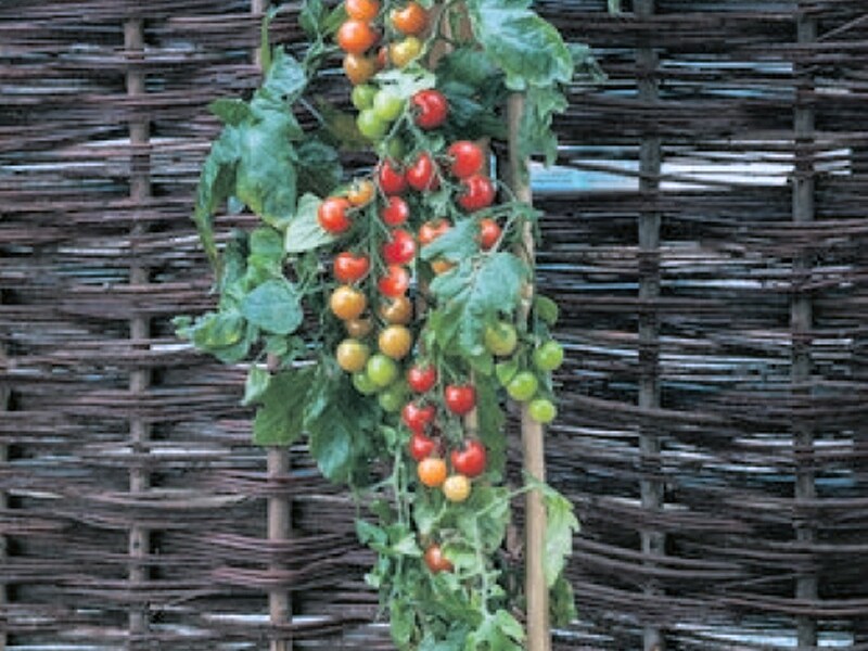 Dit is 'm: de TomTato