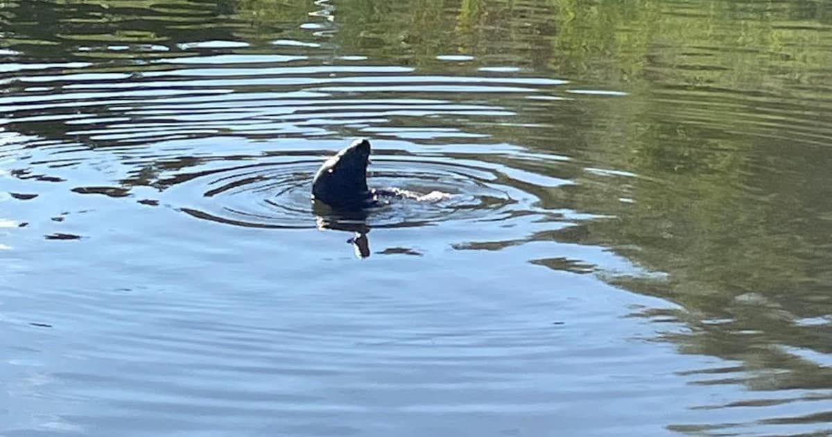 Zeehond gespot in kanaal Plassendale-Nieuwpoort in Oudenburg