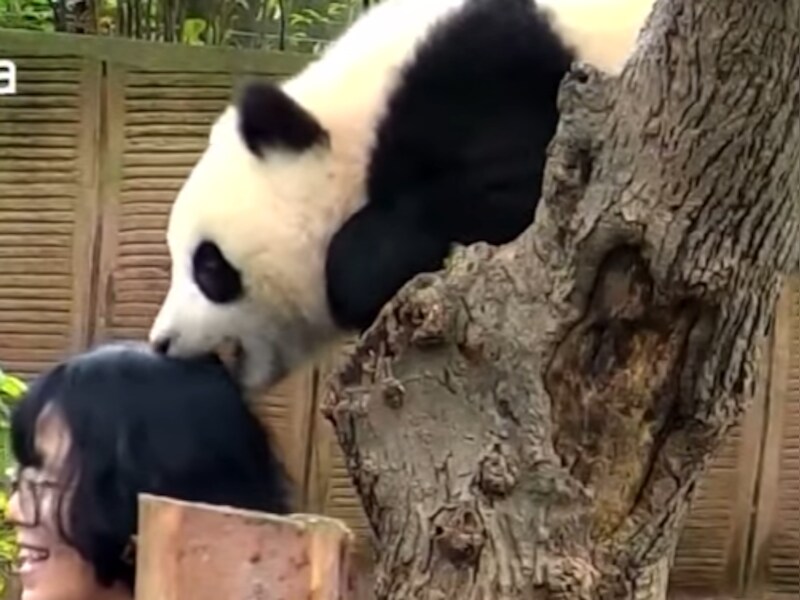 Hui Shao knabbelt aan het haar van een vrouw die graag met de panda op de foto wil.
