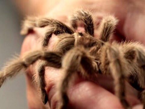 Rosie de tamme tarantula