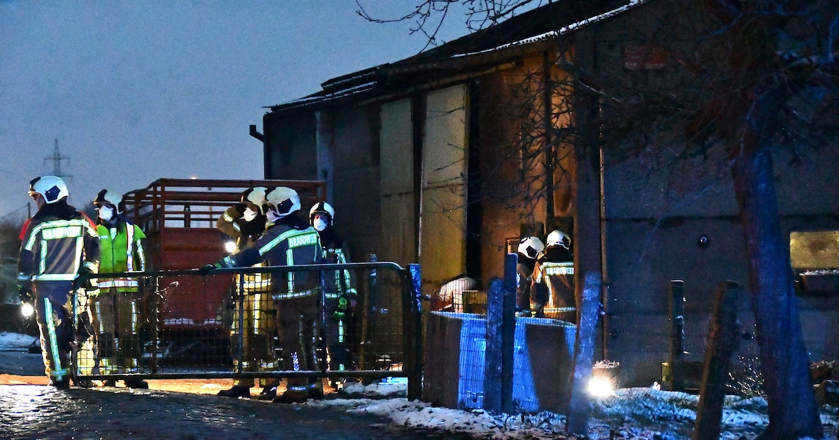 Dak van oude koeienstal in Moorsele stort in: 15 dieren bedolven onder puin, 3 overleven het niet