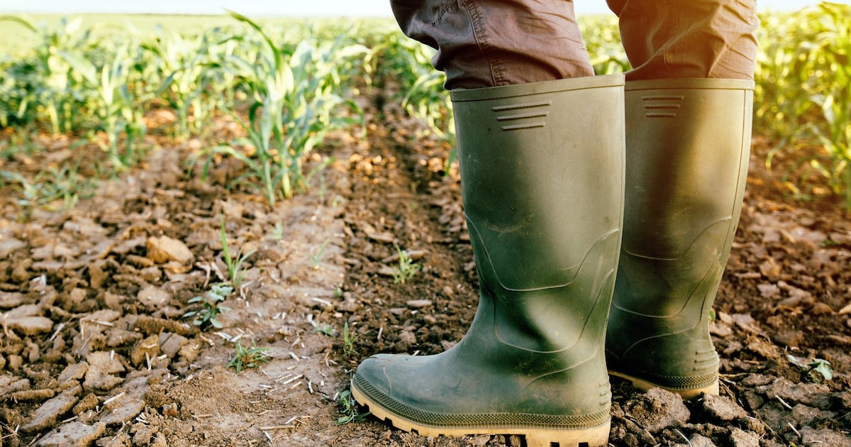 Stad zoekt pachters voor landbouwgronden: “Willen alle kansen geven aan lokale landbouwers”