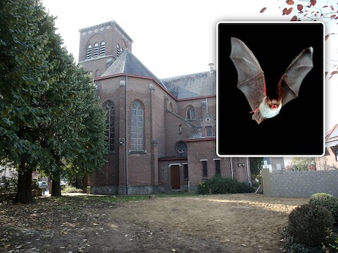 Tijdens de de nacht van de vleermuis kan je met vleermuizenwerkgroep Myotis gaan wandelen in Buizingen.