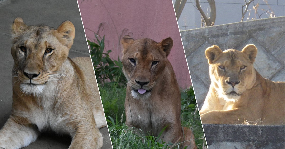 Drie leeuwinnen sterven vermoedelijk door hitte in zoo van Tokio: nog drie dieren te ziek om te staa