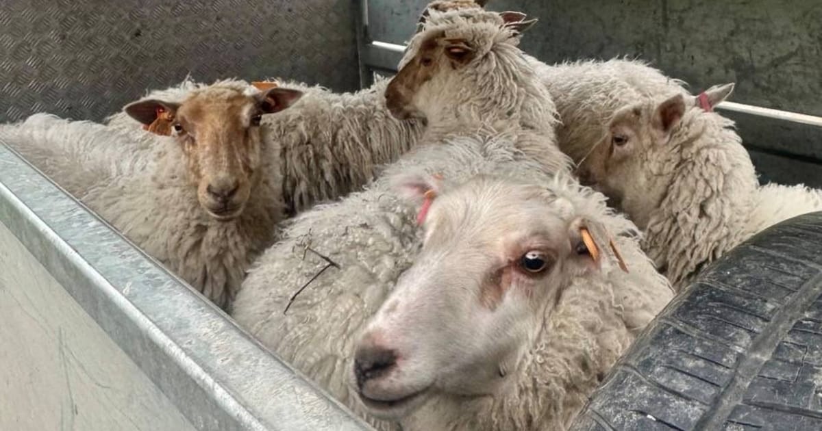 “Schapen geraken waar machines niet kunnen”: stad Hasselt zet opnieuw dieren in voor groenonderhoud 