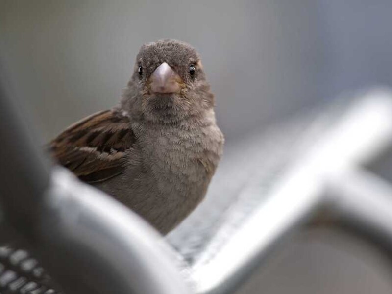 Een huismus in de tuin.
