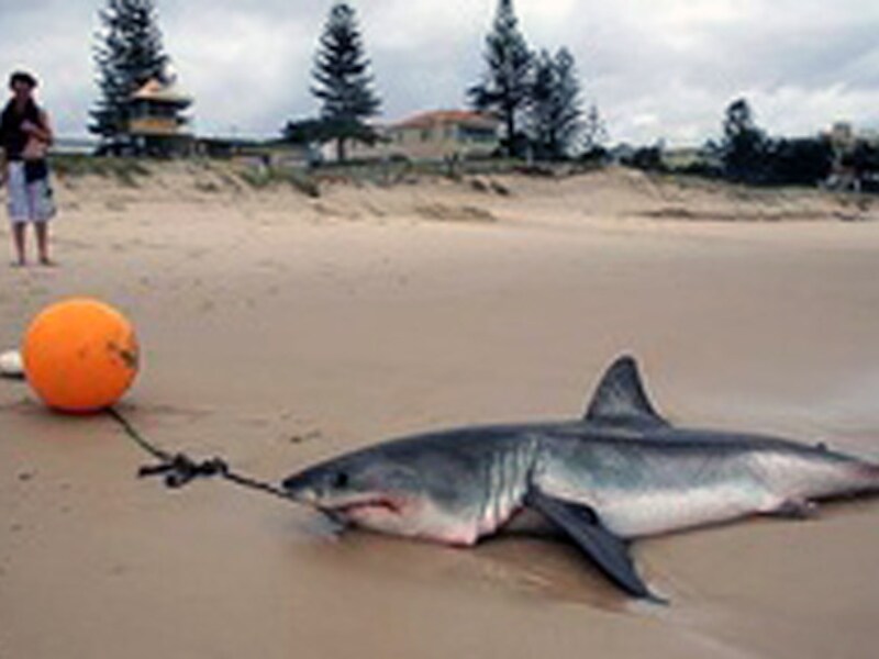 Een met een zogenoemde 'drum line' of 'haaienboei' gevangen haai op het strand in Australië