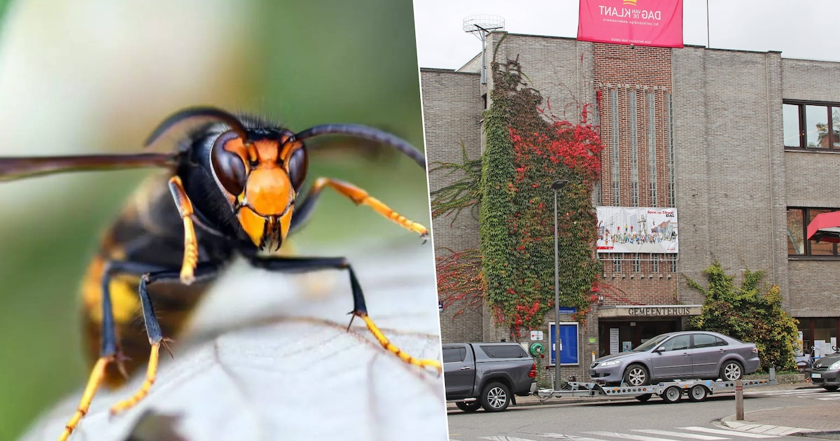 Gemeente organiseert infoavond over de Aziatische hoornaar op 27 mei