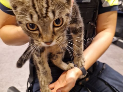 De kat bleek bij controle niet gechipt