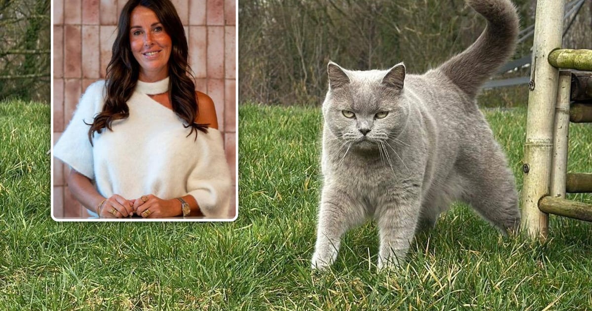 Beloning tot 1.000 euro voor vermiste kat Babilou, maar niet iedereen ...