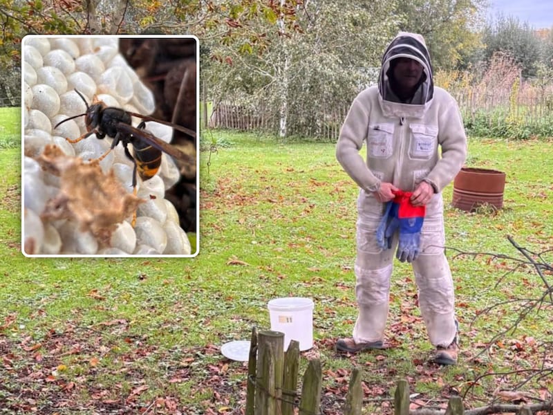 In de tuin van Youri Van Miegroet lag een nest Aziatische hoornaars (inzet) naast een beuk. Met een speciaal pak kon het opgeruimd worden.