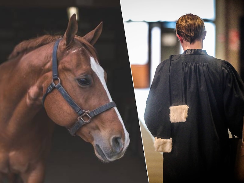 Foto’s van een paard en de rechtbank in Brugge ter illustratie.
